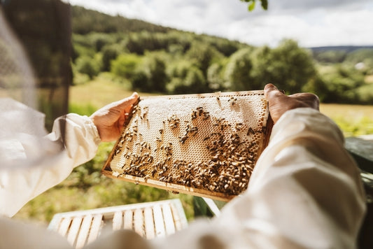 Plongez dans l'univers fascinant de l'apiculture